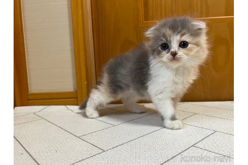 成約済の茨城県のスコティッシュフォールド(折れ耳)-90709の5枚目
